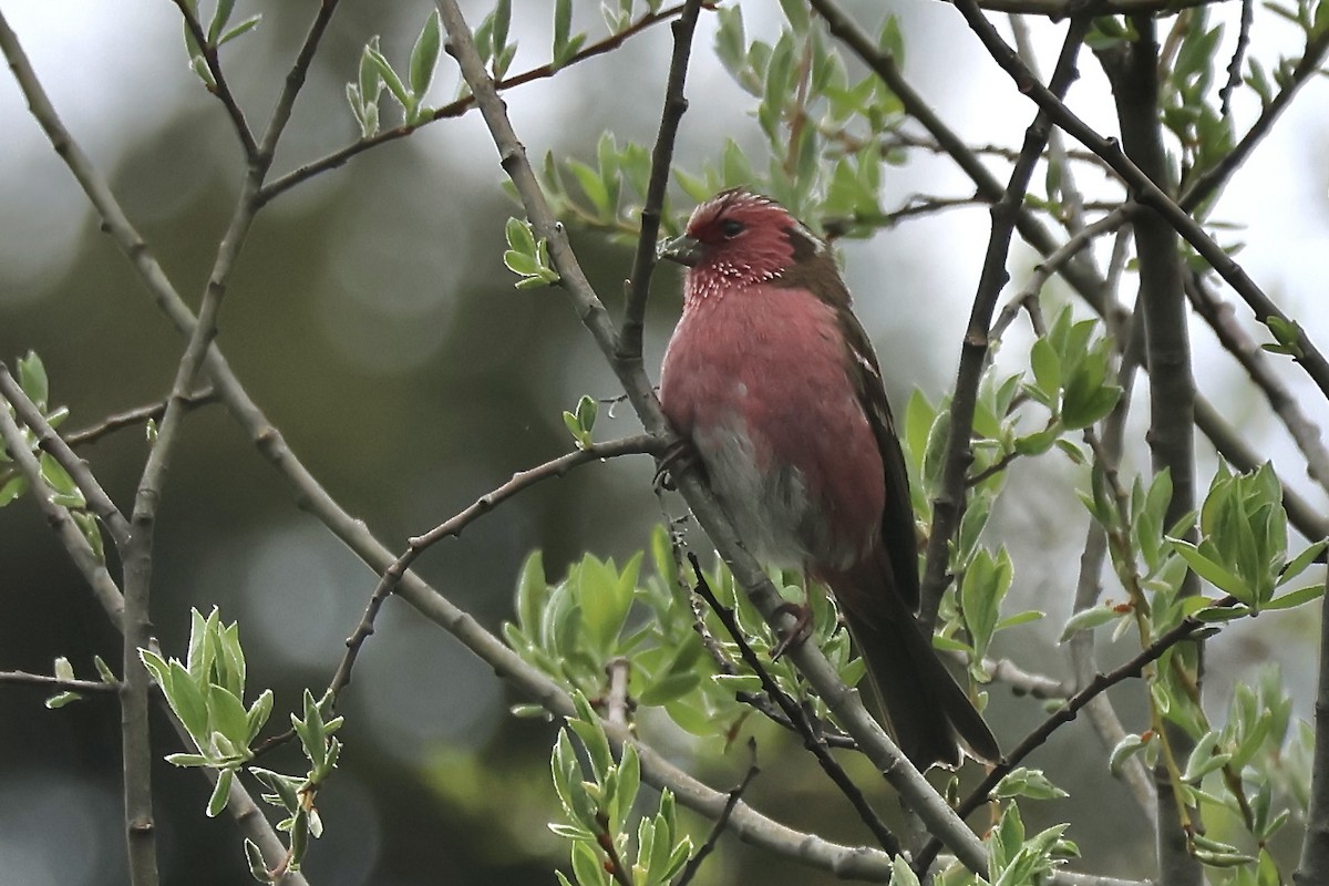 Chinese White-browed Rosefinch - ML637727083