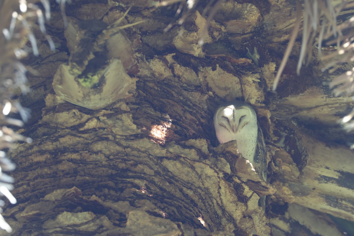 Eastern Barn Owl (Eastern) - ML637727091