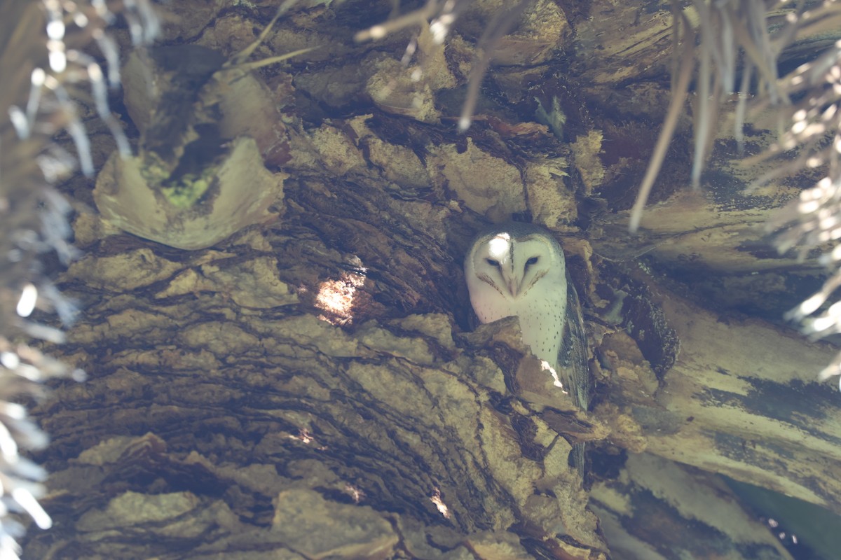 Eastern Barn Owl (Eastern) - ML637727100