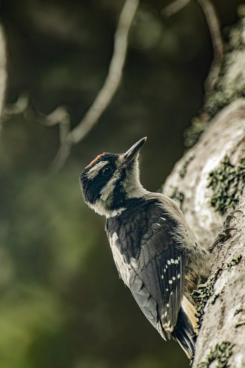 Hairy Woodpecker - ML637727119