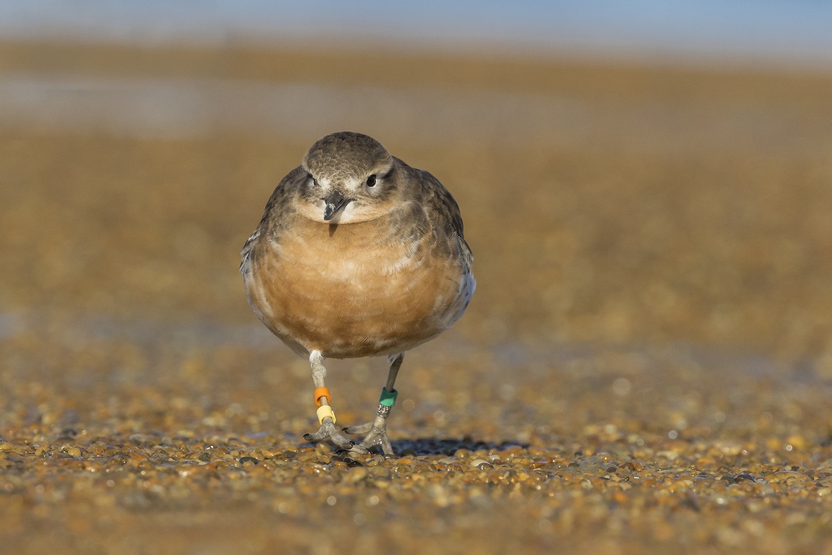 Red-breasted Dotterel (Southern) - ML637727124