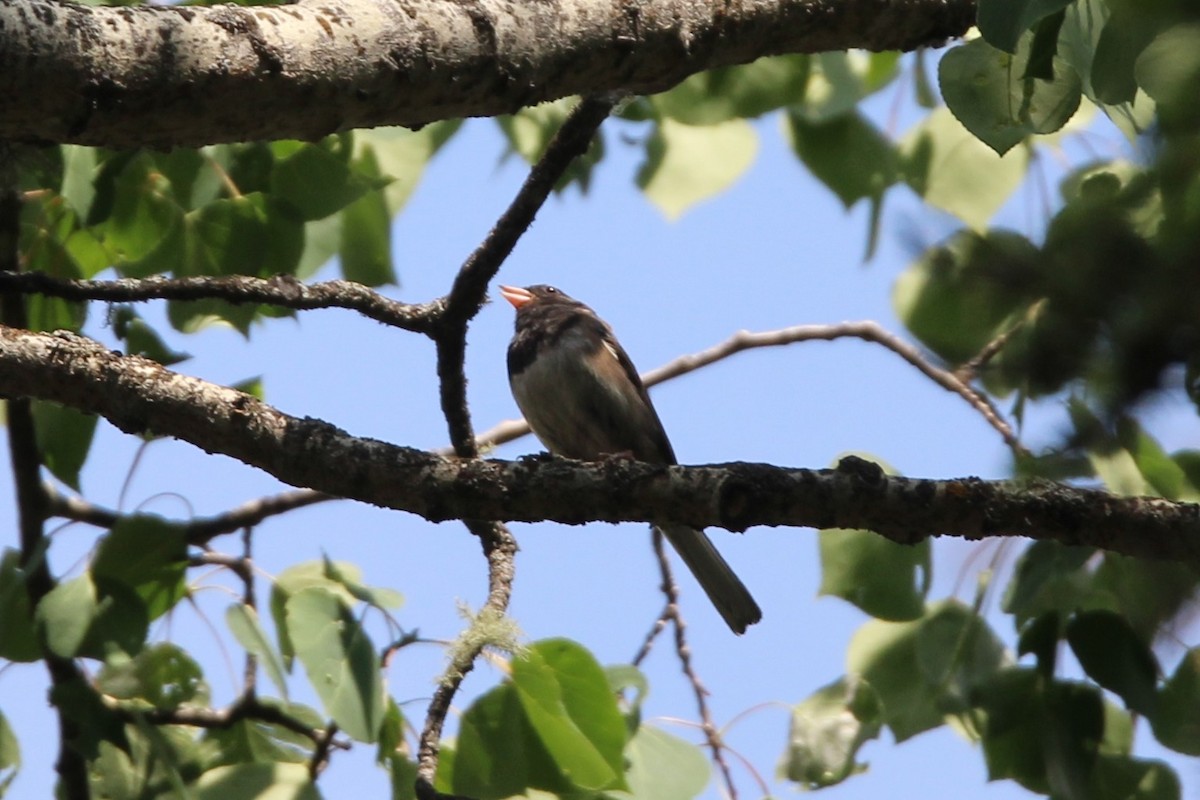 Dark-eyed Junco - ML637727129