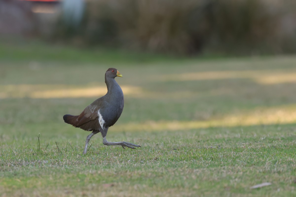 Tasmanian Nativehen - ML637727131