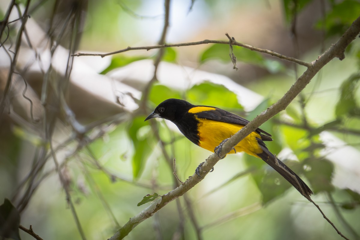 Black-cowled Oriole - ML637727133