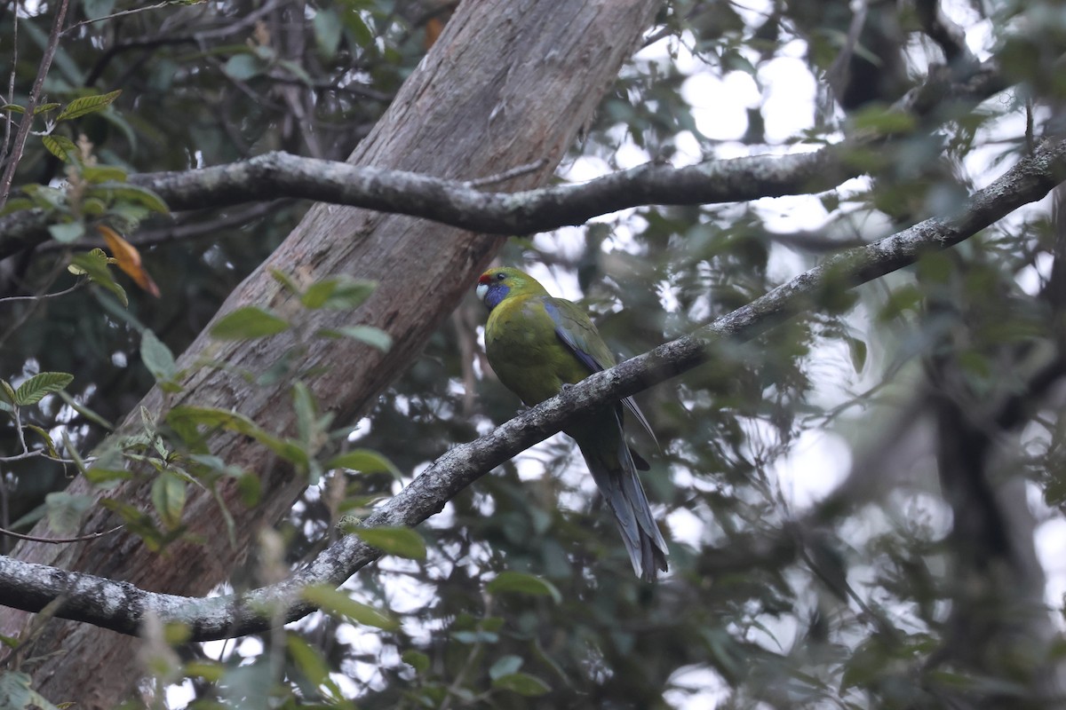 Green Rosella - ML637727134