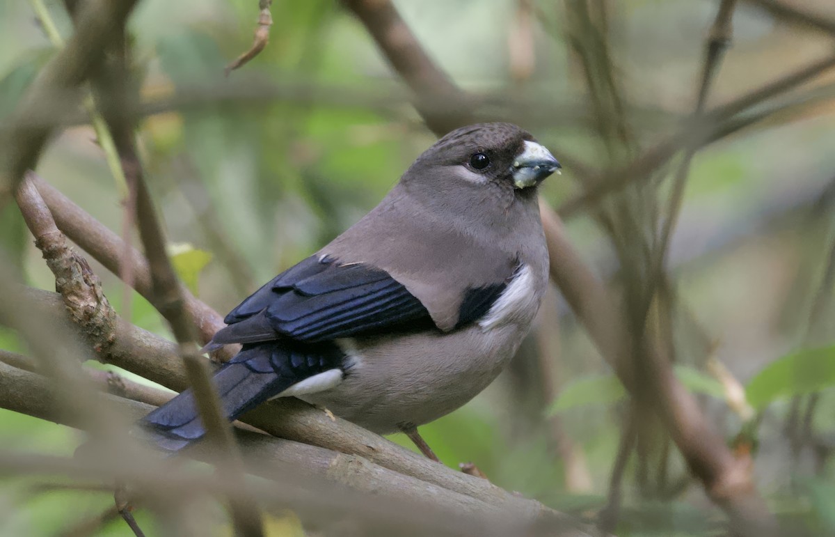 Brown Bullfinch - ML637727135