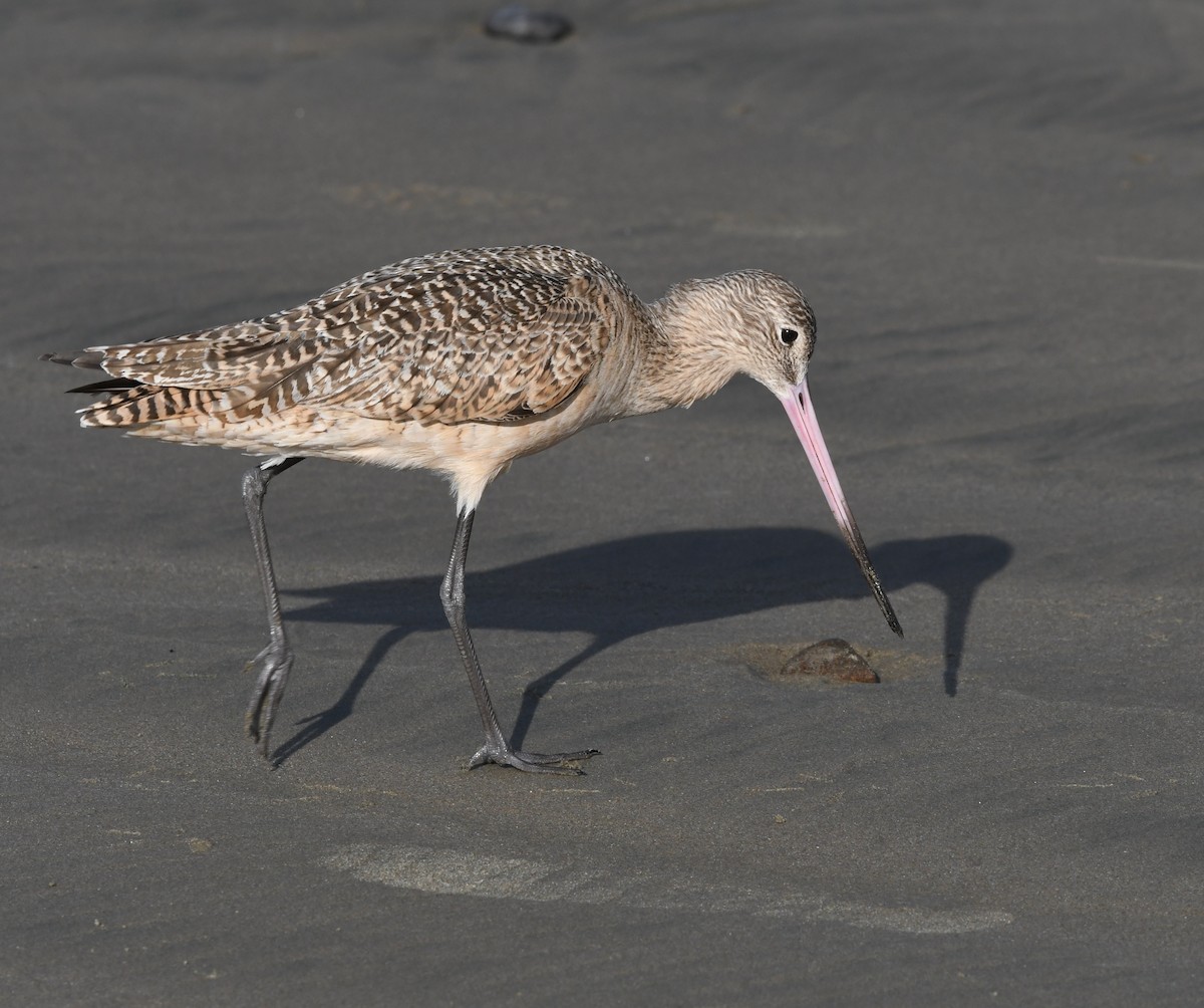 Marbled Godwit - ML637727139