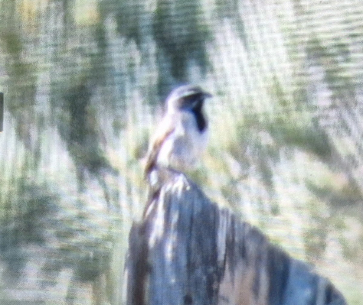 Black-throated Sparrow - ML637727140