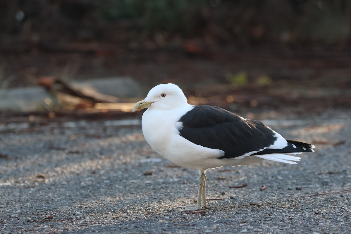 Kelp Gull (dominicanus) - ML637727141