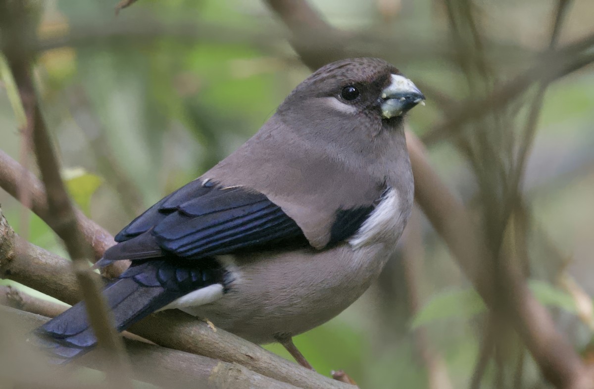 Brown Bullfinch - ML637727142