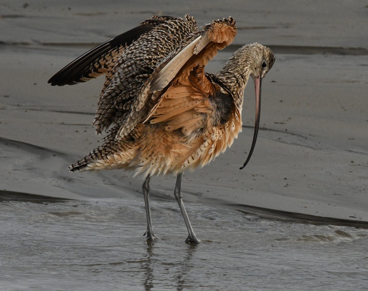 Long-billed Curlew - ML637727145