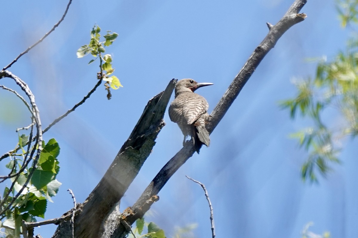 Northern Flicker - ML637727155