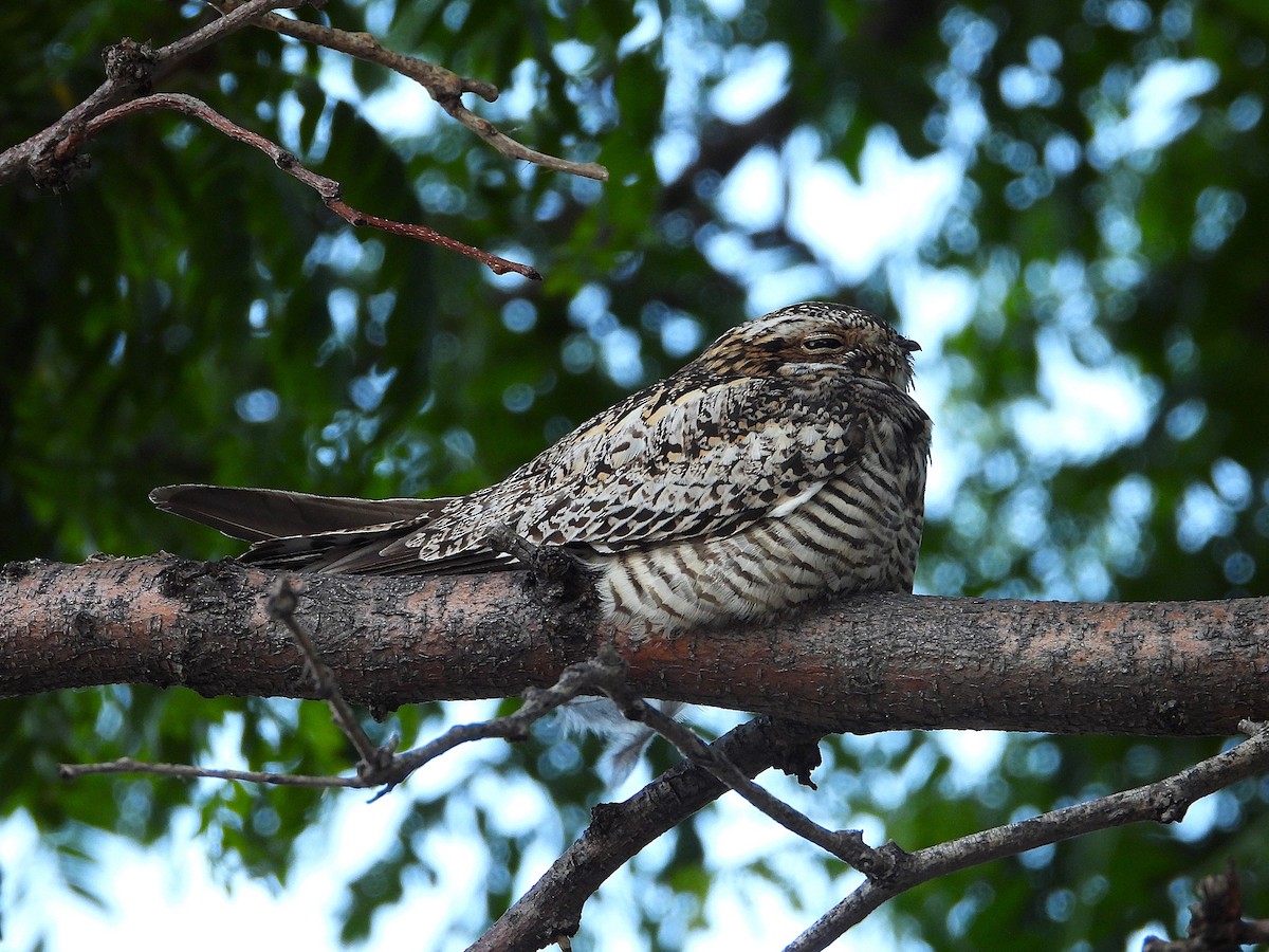 Common Nighthawk - ML637727157