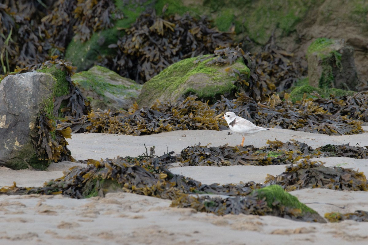 Piping Plover - ML637727166