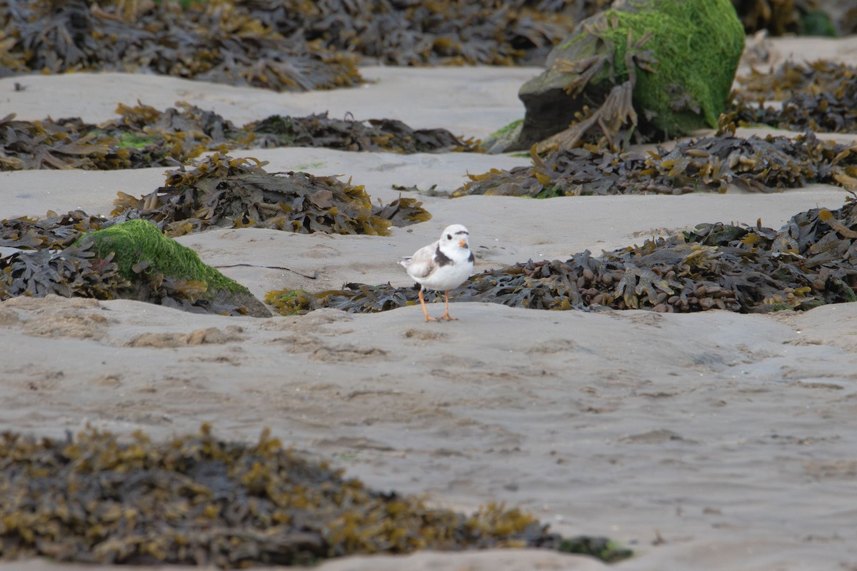 Piping Plover - ML637727167