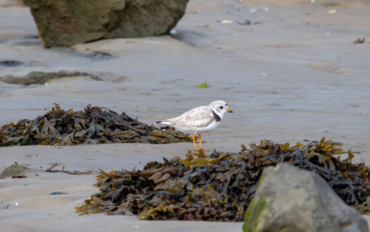 Piping Plover - ML637727168