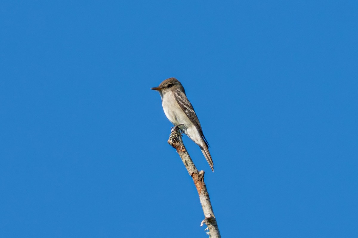 Western Wood-Pewee - ML637727172