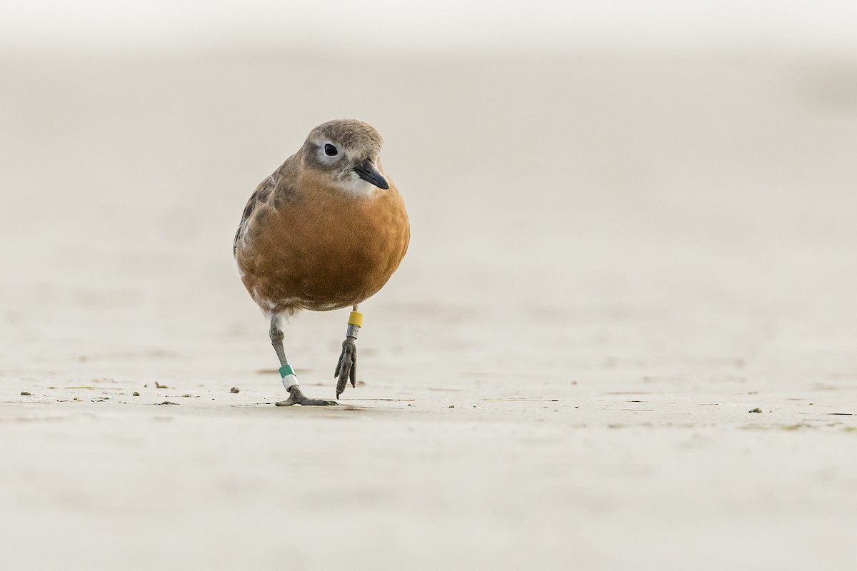 Red-breasted Dotterel (Southern) - ML637727178