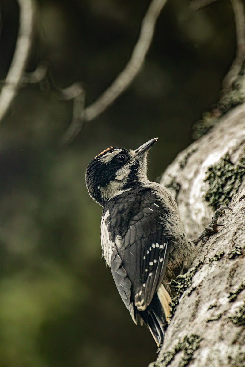 Hairy Woodpecker - ML637727179