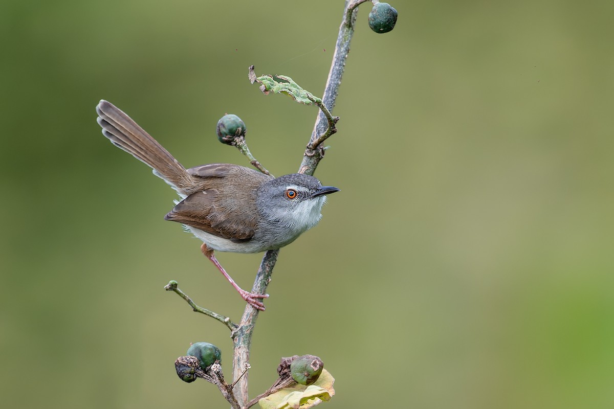 Rufescent Prinia - ML637727189