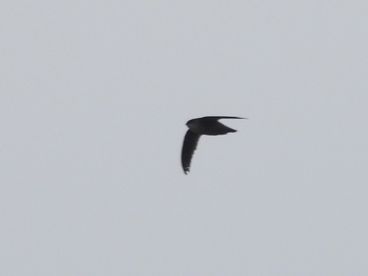 Vaux's Swift - ML637727202