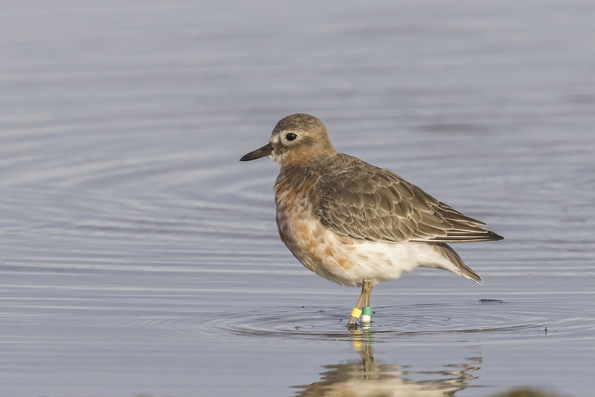 Red-breasted Dotterel (Southern) - ML637727208
