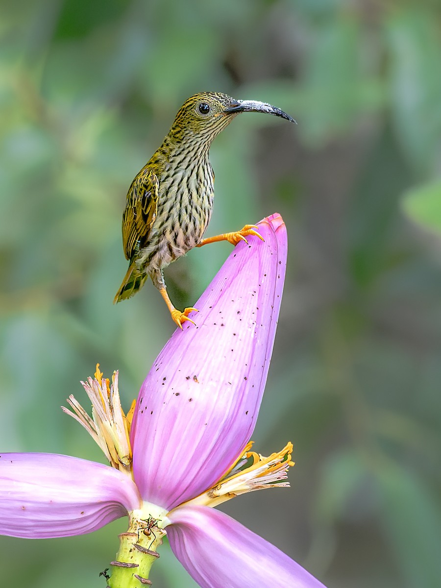 Streaked Spiderhunter - ML637727209