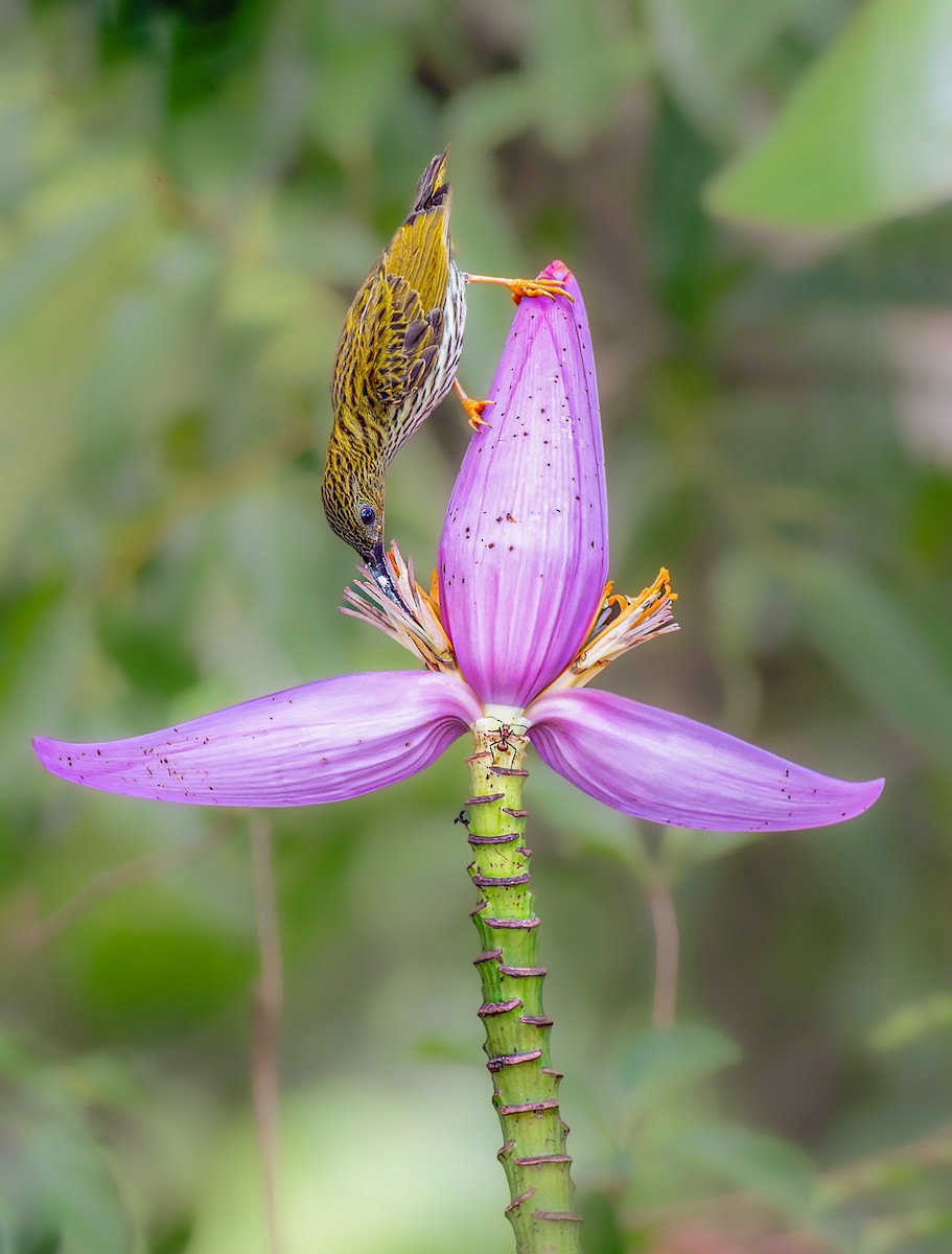 Streaked Spiderhunter - ML637727210