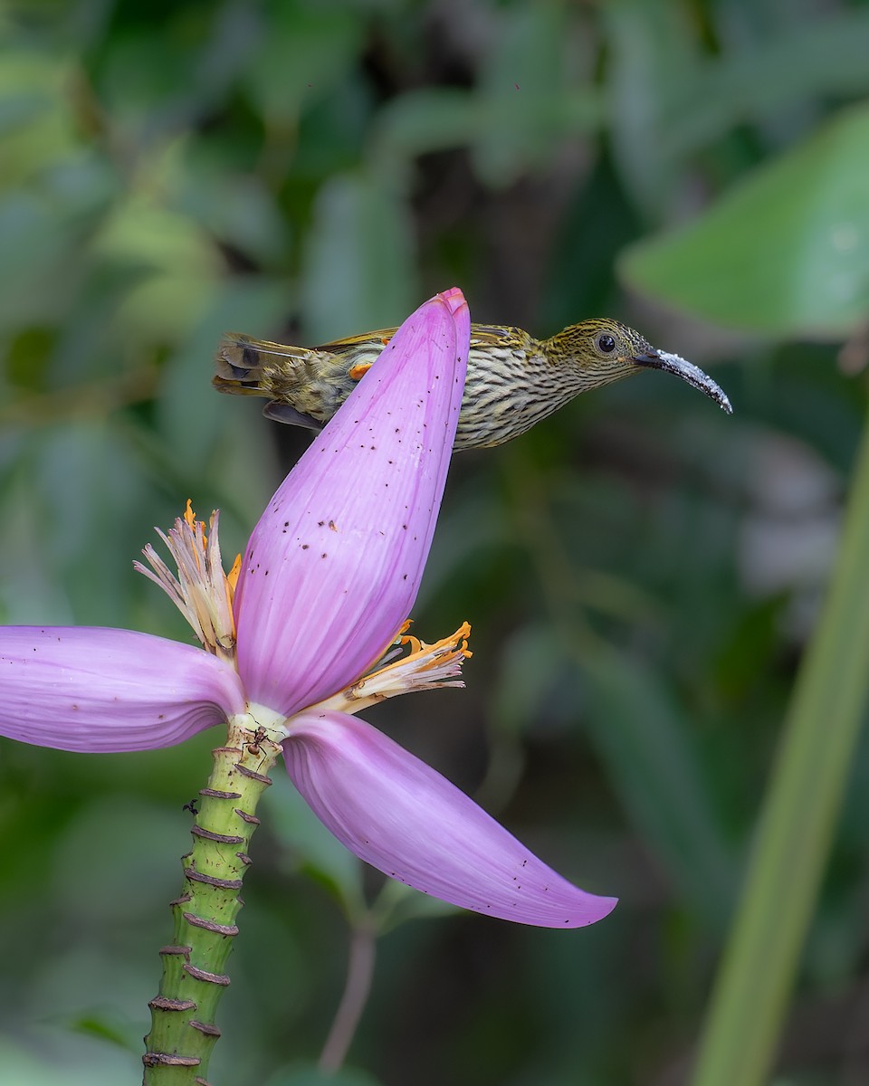 Streaked Spiderhunter - ML637727211