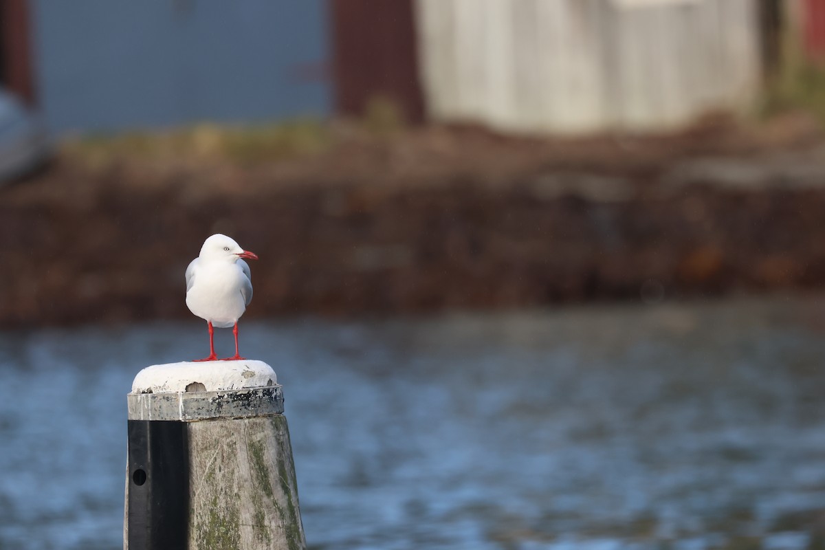 Silver Gull - ML637727212