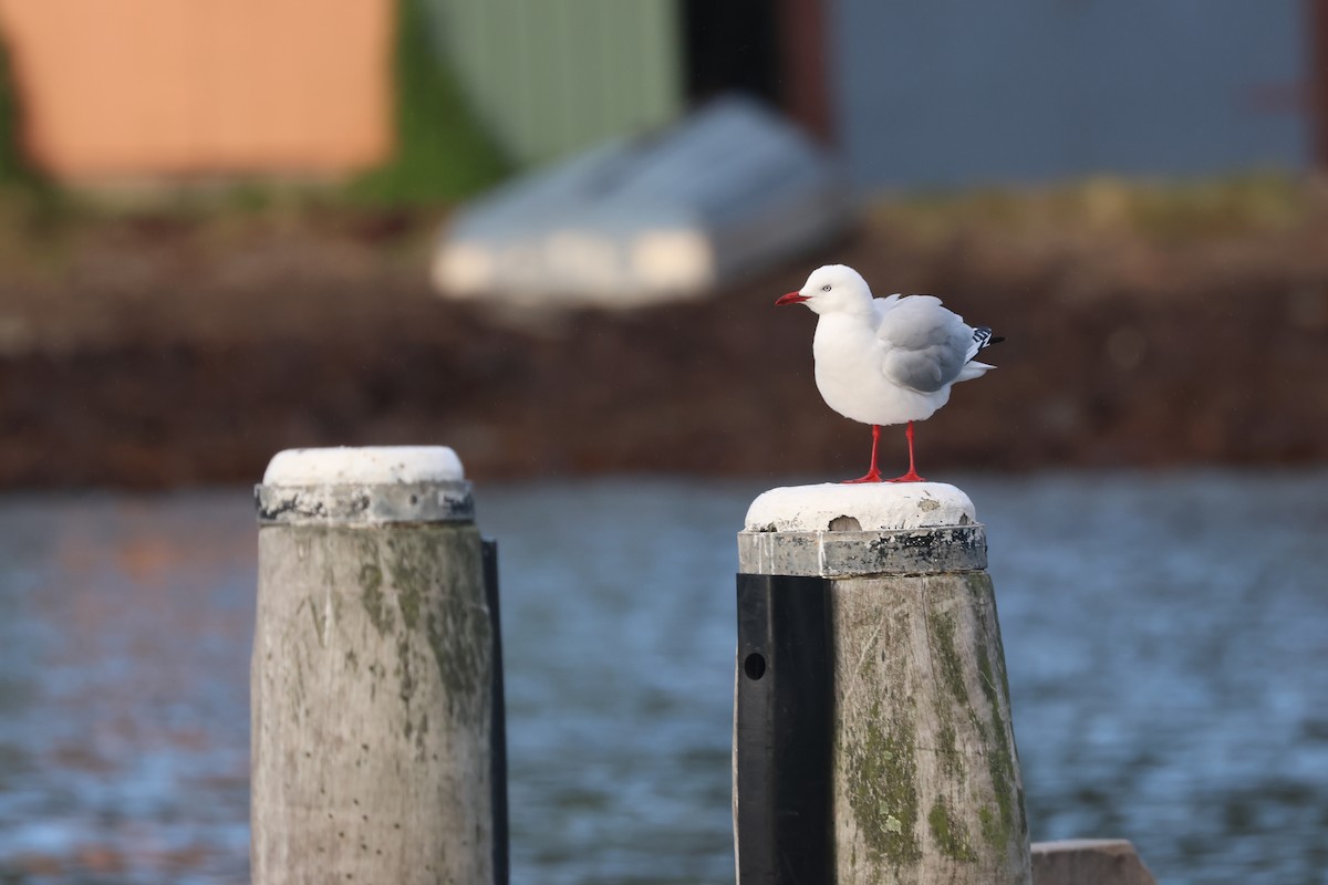 Silver Gull - ML637727213
