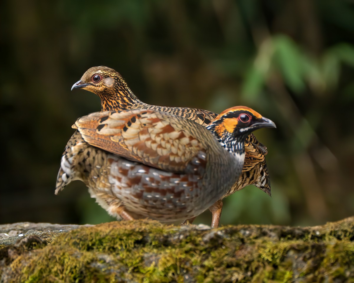 Hill Partridge - ML637727214