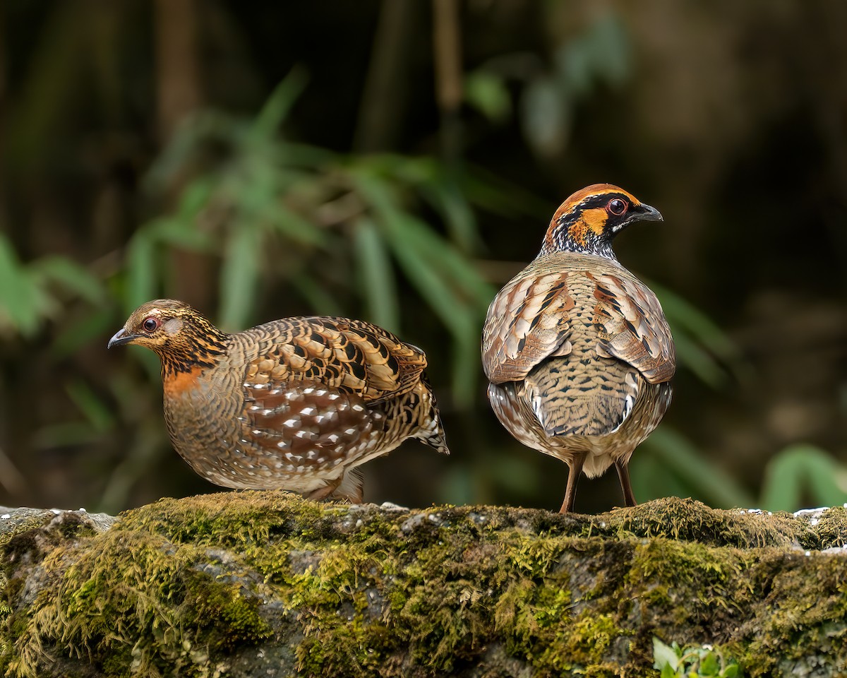 Hill Partridge - ML637727215