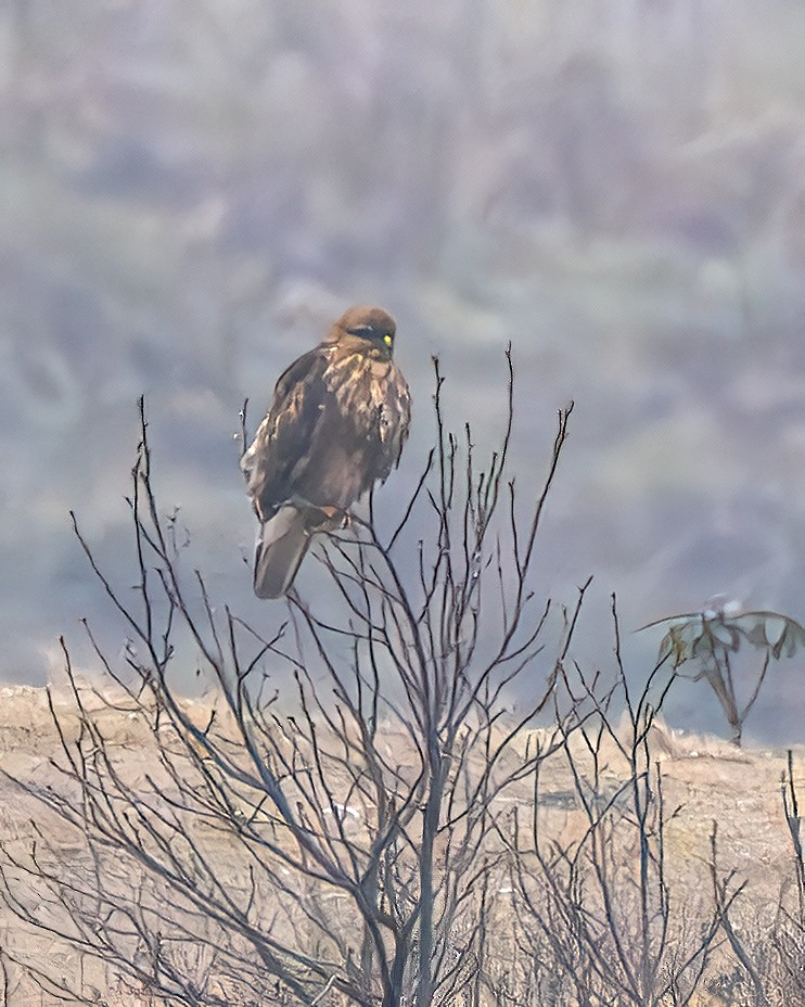 Himalayan Buzzard - ML637727238