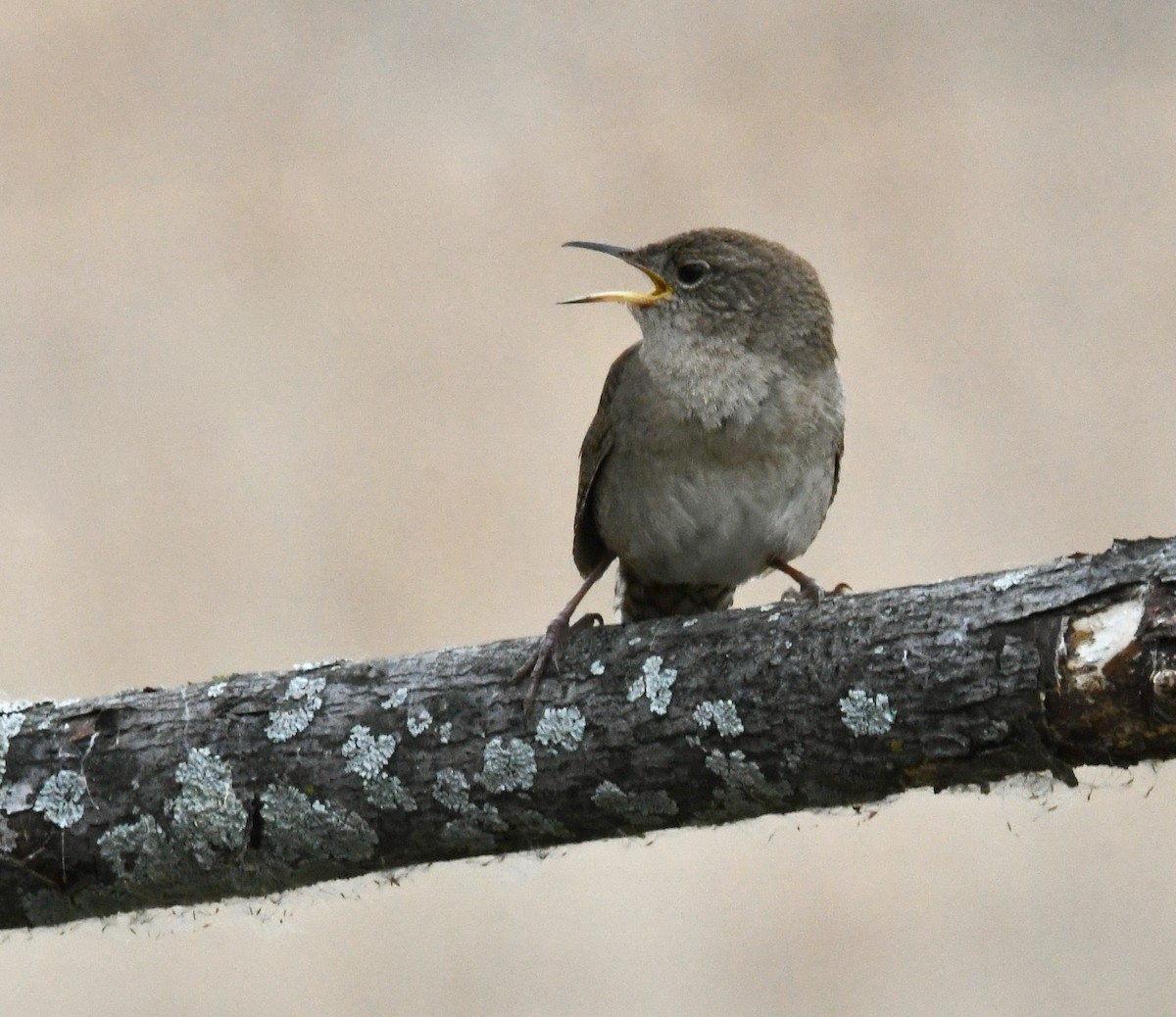 Northern House Wren - ML637727240