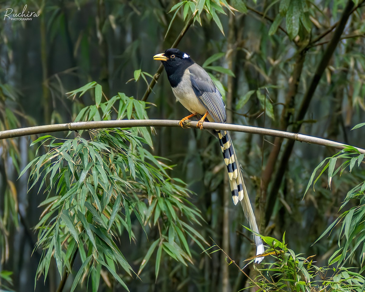 Yellow-billed Blue-Magpie - ML637727243