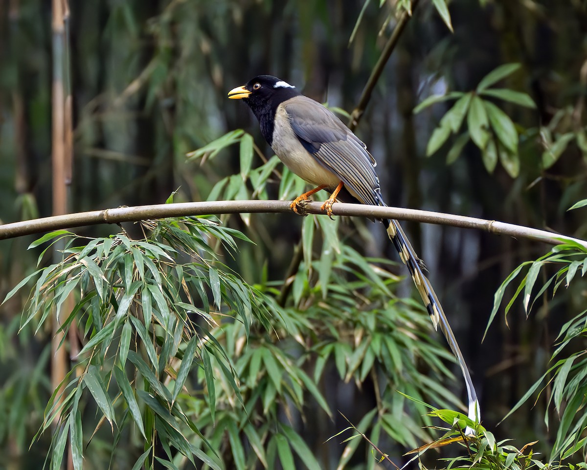 Yellow-billed Blue-Magpie - ML637727244