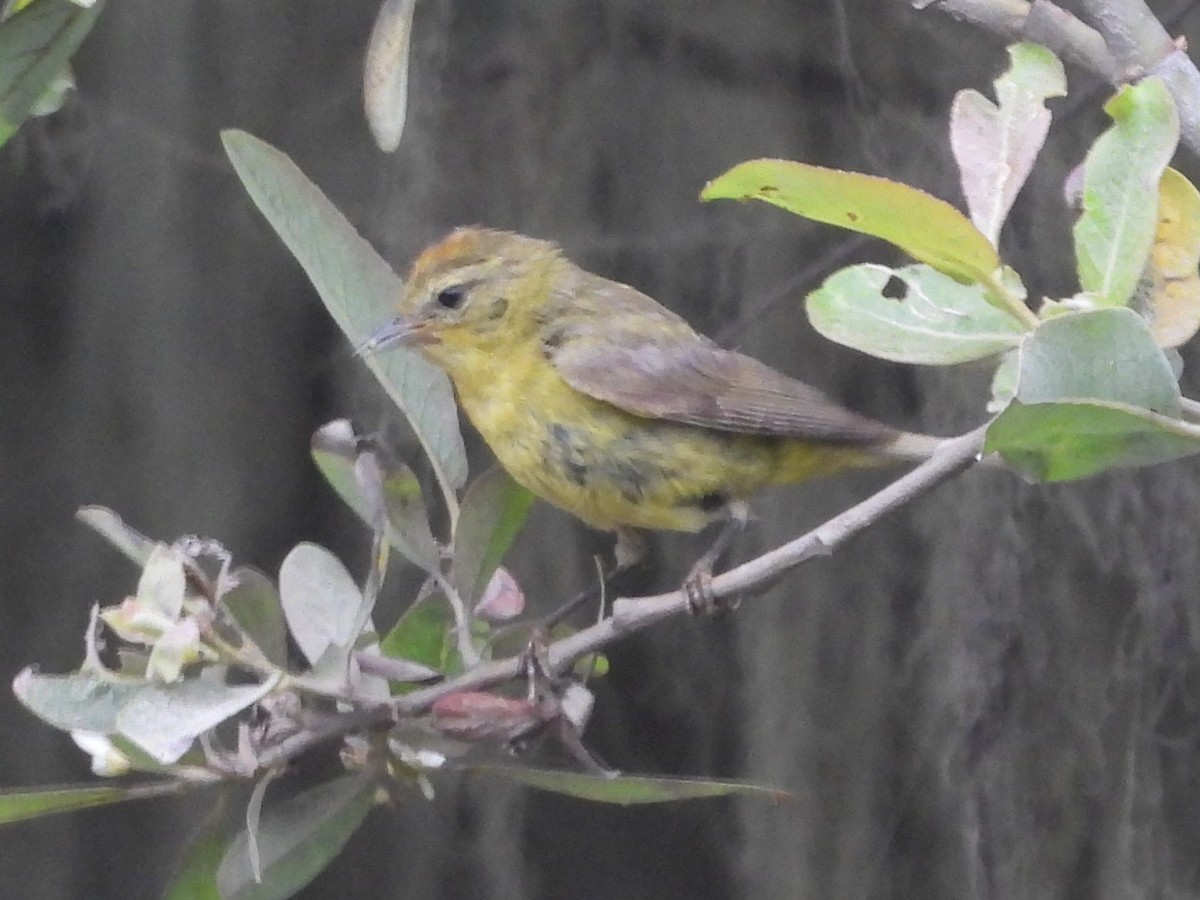 Orange-crowned Warbler - ML637727245