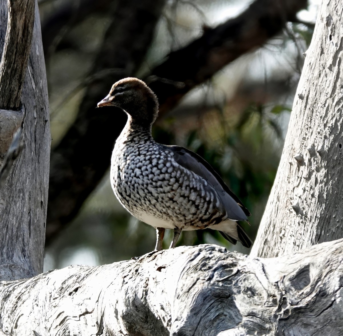 Maned Duck - ML637727249