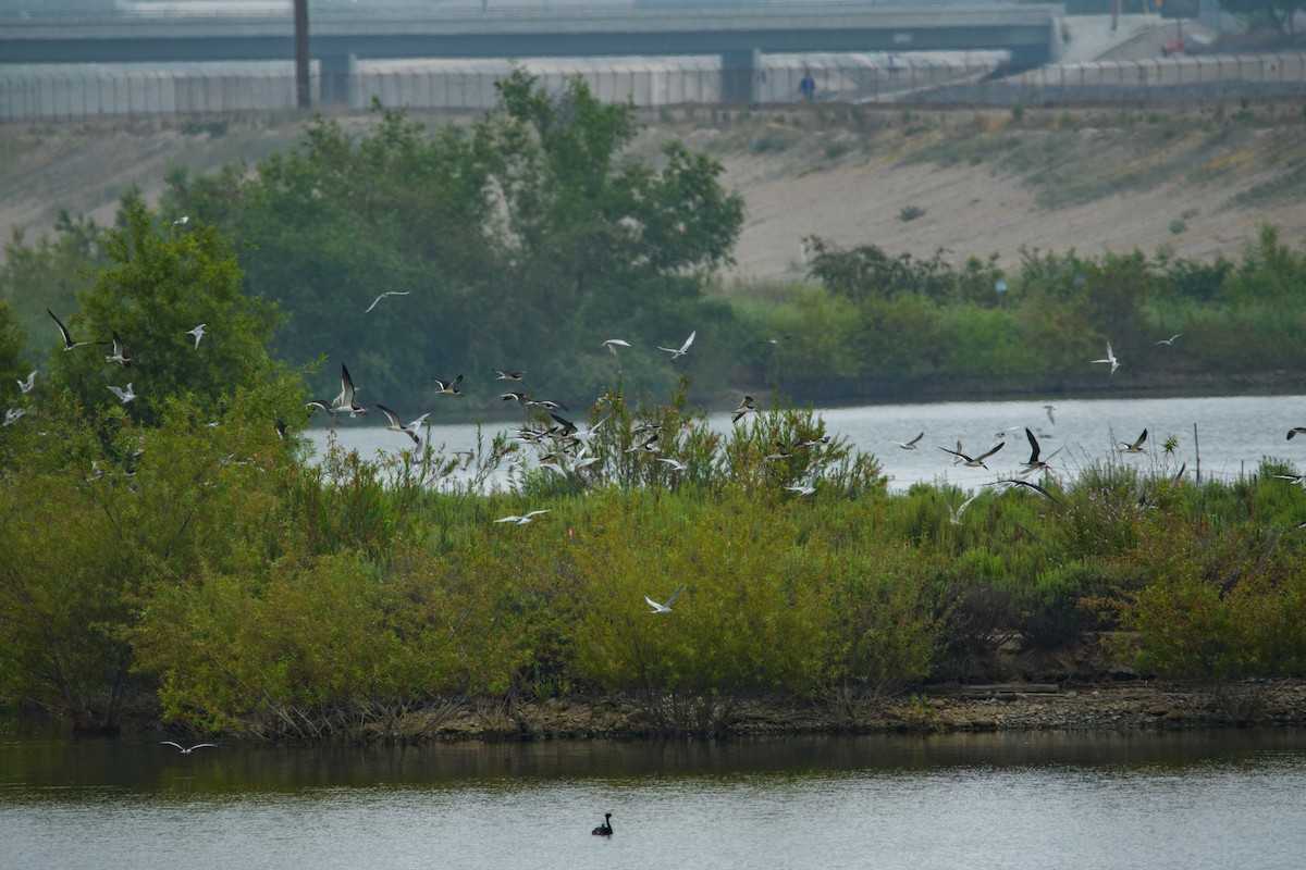 Black Skimmer - ML637727251