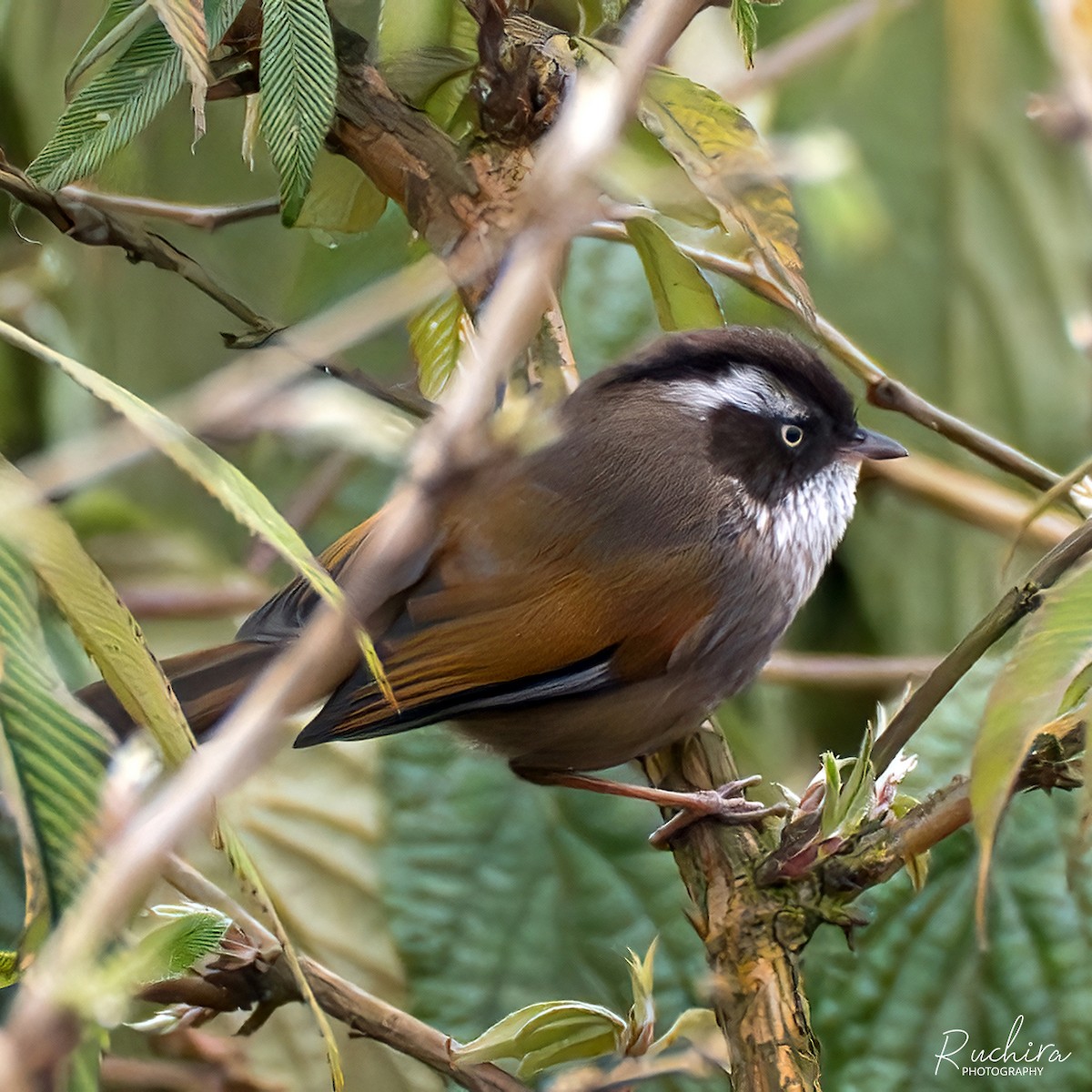 White-browed Fulvetta - ML637727252