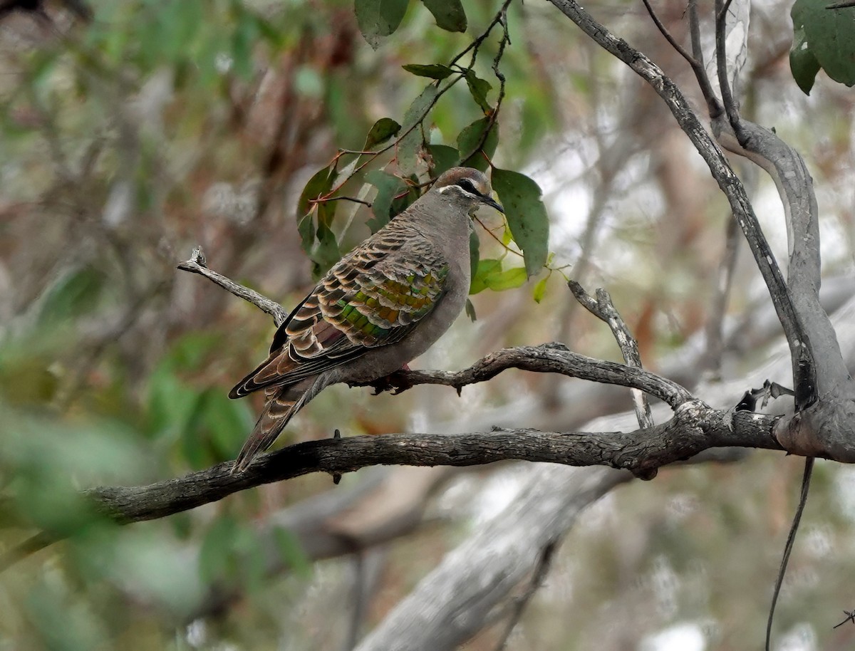 Common Bronzewing - ML637727253