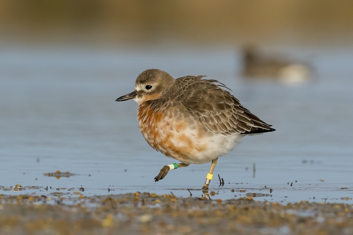 Red-breasted Dotterel (Southern) - ML637727269
