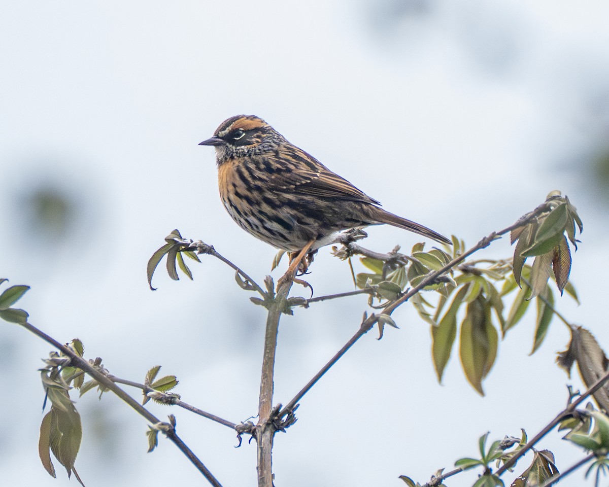 Rufous-breasted Accentor - ML637727292