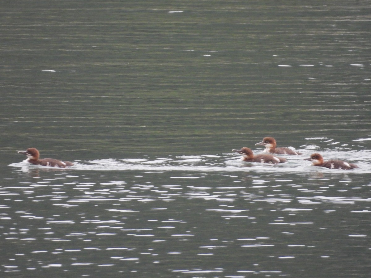 Common Merganser - ML637727297