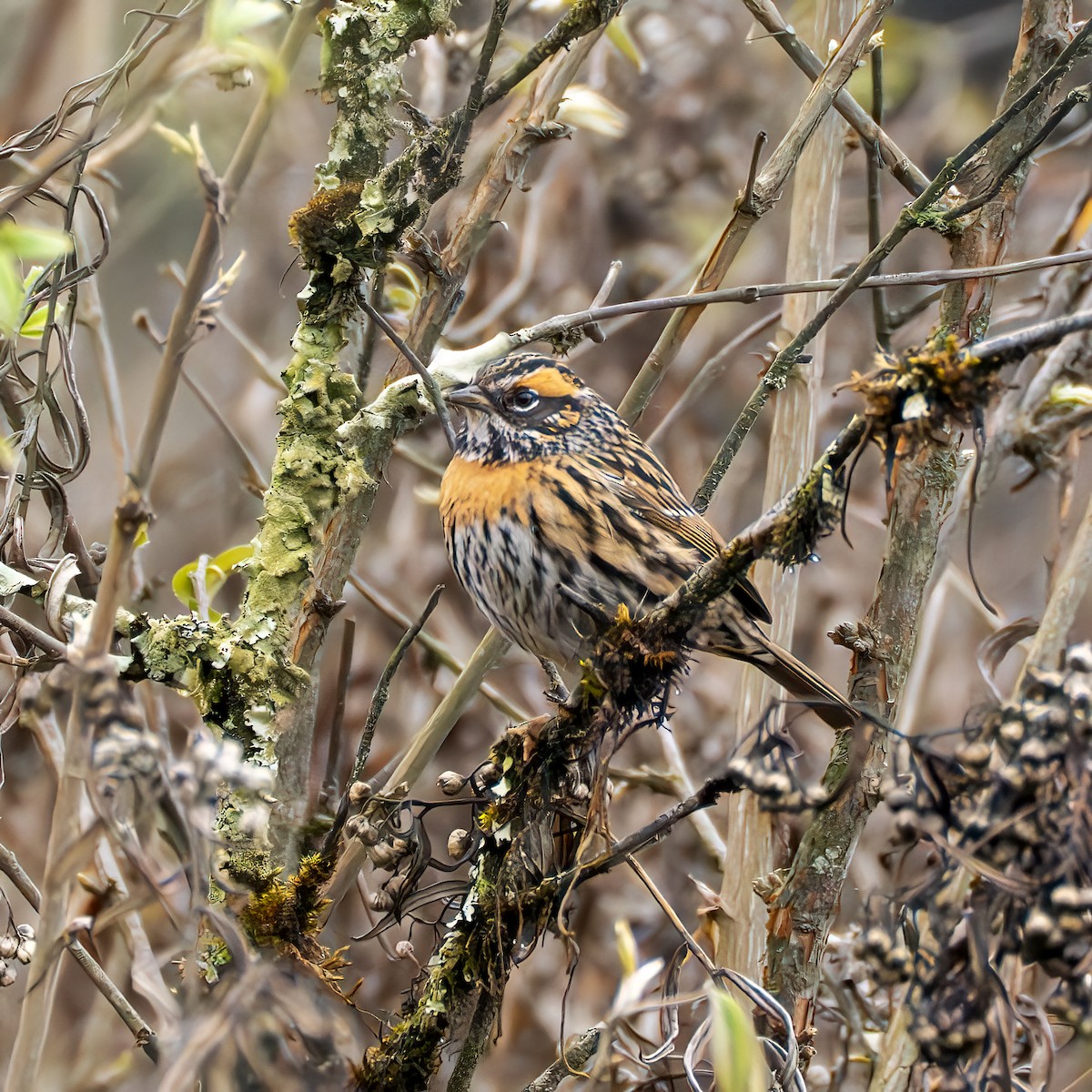 Rufous-breasted Accentor - ML637727304