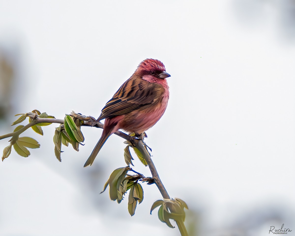Pink-browed Rosefinch - ML637727312