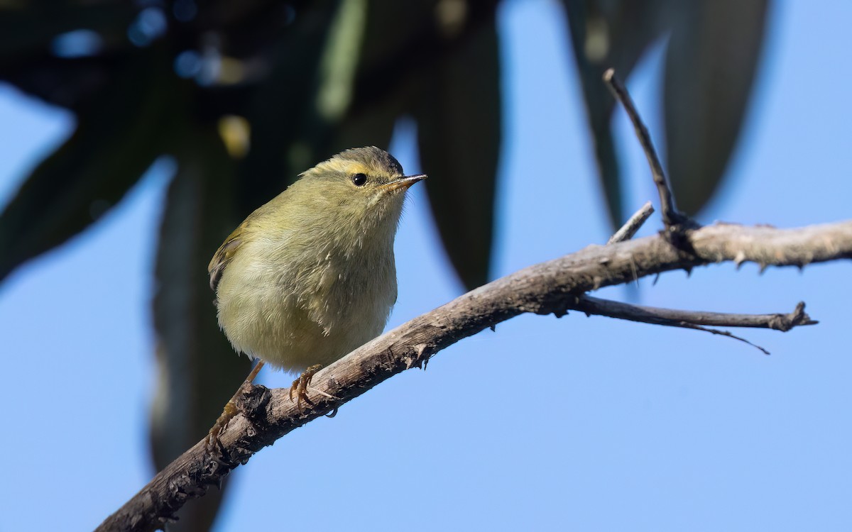 Buff-barred Warbler - ML637727327