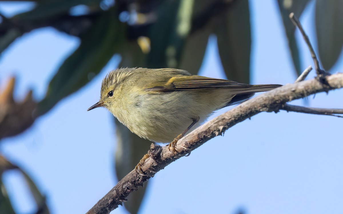 Buff-barred Warbler - ML637727328
