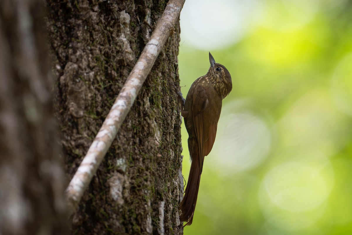 Wedge-billed Woodcreeper - ML637727340